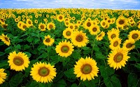 Sunflowers Florist 1085636 Image 3